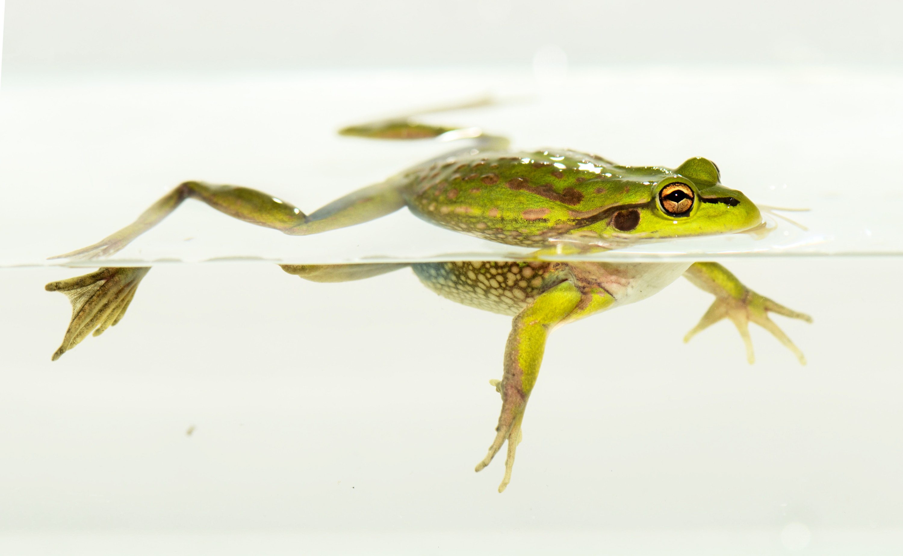 DSC_7116 – Green, Bell, Frog, Litoria, aurea, introduced, new zealand, nz, new, zealand, crispin